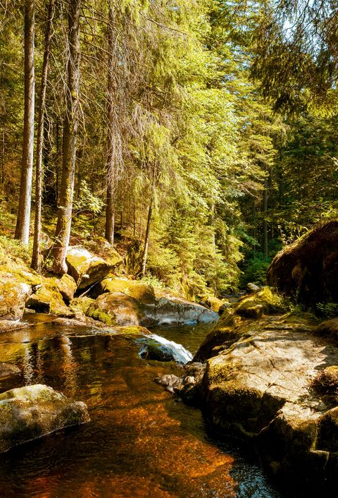 Idyllische Waldszene mit Flusslauf