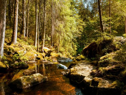 Idyllische Waldszene mit Flusslauf